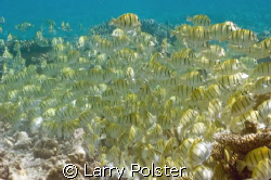 Schools of fish all around the house reef of Angagga by Larry Polster 